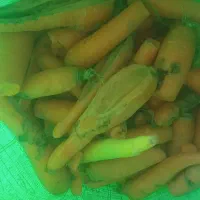 چغندر شلغم هویج خوراک گاو گوسفند|لوازم جانبی حیوانات|اصفهان, بوستان ناژوان|دیوار