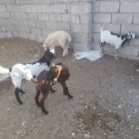 فروش دو کهره نر یه ماده ویک بره نر