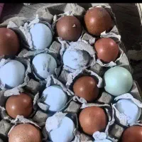 جوجه مرغ مارانس و الیوراگر تخم زیتونی