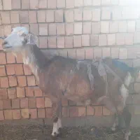 بز زاییده با کره