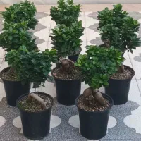 بنسای جنسینگ