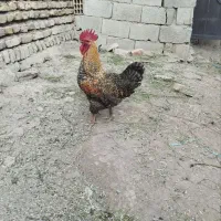 خروس