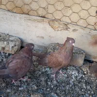 تعدادی سرخ و قیل|پرنده|شهرضا, |دیوار