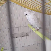 مرغ عشق فر خوش رنگ