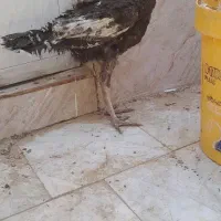 بوقلمون نر