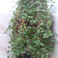 گل طبیعی|گل و گیاه طبیعی|سنندج, |دیوار