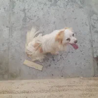 واگذاری سگ اشپیتز پامر|سگ|بندرعباس, |دیوار