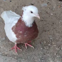 کفتر یا کبوتر طوقی ماده|پرنده|میناب, |دیوار