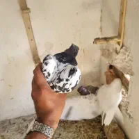 کفتر سینه کله فروشی