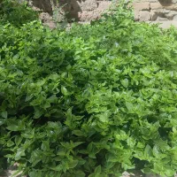 قلمه گل یخ