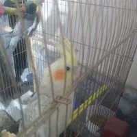 عروس هلندی خوشکل