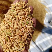 خرید فروش چلتوک