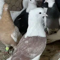 ۳۰تا رنگه پرشی