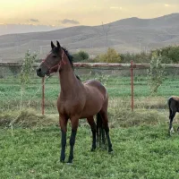 اسب مادیان 7ساله ابستن