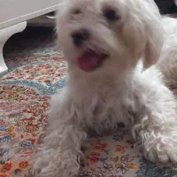 فروش سگ|سگ|رشت, حمیدیان|دیوار