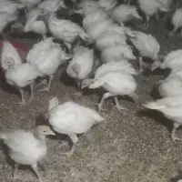 کارگر میخوام