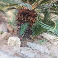 فروش گل سیکاس در حومه رشت|گل و گیاه طبیعی|رشت, احمد گوراب|دیوار