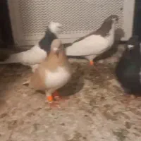 کفتر ساده اصلی