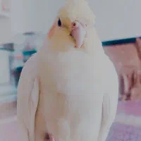 عروس هلندی در حوالی محمدیه فقیره گمشده