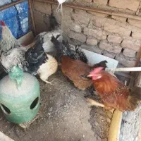 مرغ و خروس|حیوانات مزرعه|بم, |دیوار