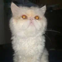 پرشین نر اصیل آماده جفتگیری