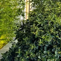 300متر-باغچه-چهاردیواری-در-شهریار-میدان-نماز