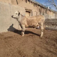 تلیسه شاروله اصل