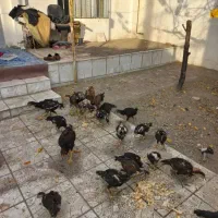 فروش جوجه لار|حیوانات مزرعه|مشگین شهر, |دیوار