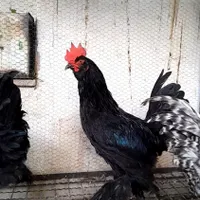 خروس مرندی اصیل جوان|حیوانات مزرعه|تهران, افسریه|دیوار