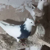 کبوتر طوقی سرور|پرنده|زرندیه, |دیوار