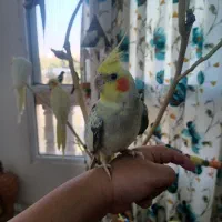 عروس هلندی نر|پرنده|مشهد, ادیب نیشابوری (شهرک غرب)|دیوار