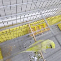 مرغ عشق  پروانه ای نر