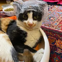 گربه گمشده