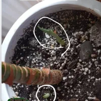 گل گیاه|گل و گیاه طبیعی|بهارستان, |دیوار