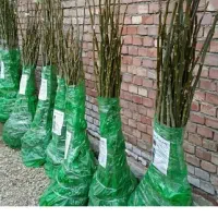 نهالستان صنوبر گردو و بادام|خدمات باغبانی و درختکاری|کرمانشاه, |دیوار