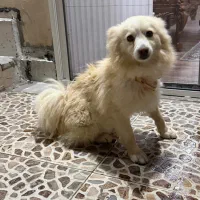 فروش سگ خونگی