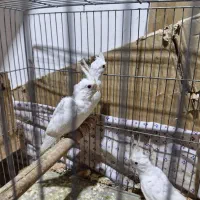 جوجه عروس|پرنده|اهواز, کوی مهدیس|دیوار