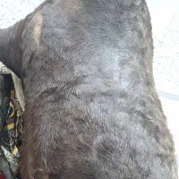 هیزه جا روغن