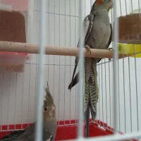 عروس هلندی جفت|پرنده|فولادشهر, C2|دیوار