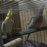 جفت عروس هلندی دستی سخنگو