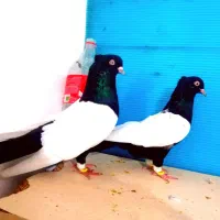 کبوتر سینه سیاه چهار جفت درجه یک