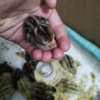 جوجه بلدرچین|حیوانات مزرعه|گرگان, |دیوار