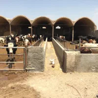 گاوداری دامداری مزرعه شتر مرغ