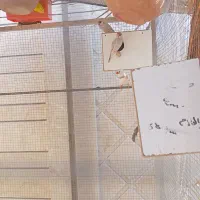 فنج نرگسی|پرنده|رفسنجان, |دیوار