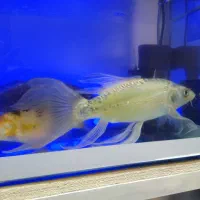 ماهی و اکواریوم|ماهی|تهران, جوادیه تهرانپارس|دیوار