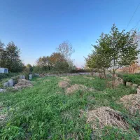 فروش ۳۰۰ متر زمین مسکونی در پیربازار|فروش زمین و ملک کلنگی|رشت, پیله داربن|دیوار