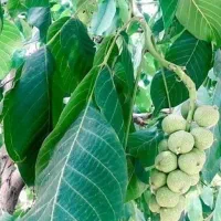 سیب لبنان|حراج|قزوین, |دیوار