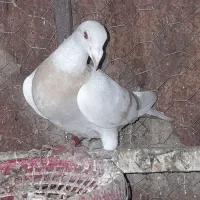 ماده کرم همه چی تموم