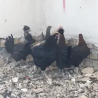 ۵ عدد نوک ویک خروس