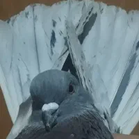 کفتر تهرانی|پرنده|تهران, شهرک رضویه|دیوار